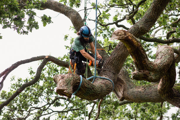 Best Tree Trimming and Pruning  in Manor, PA