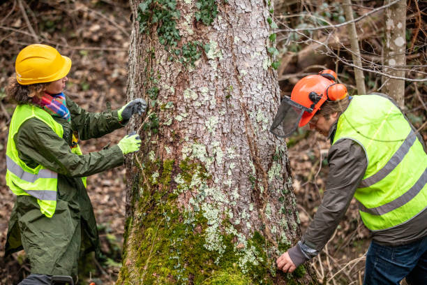 Best Tree Cabling and Bracing  in Manor, PA
