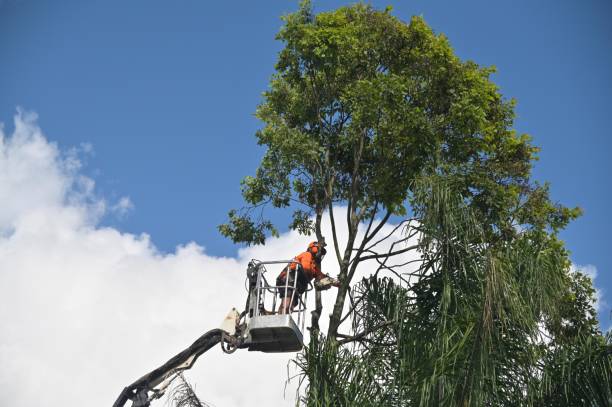 Best Tree Fertilization  in Manor, PA